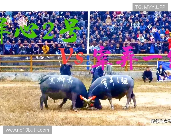 真人斗牛网址推荐让你轻松体验高品质线上斗牛娱乐平台